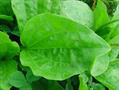 /plantago major